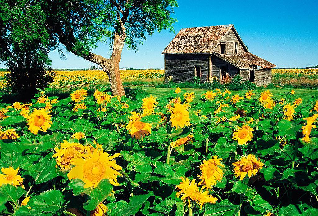 小狗钱钱pdf百度下载(《小狗钱钱》pdf)