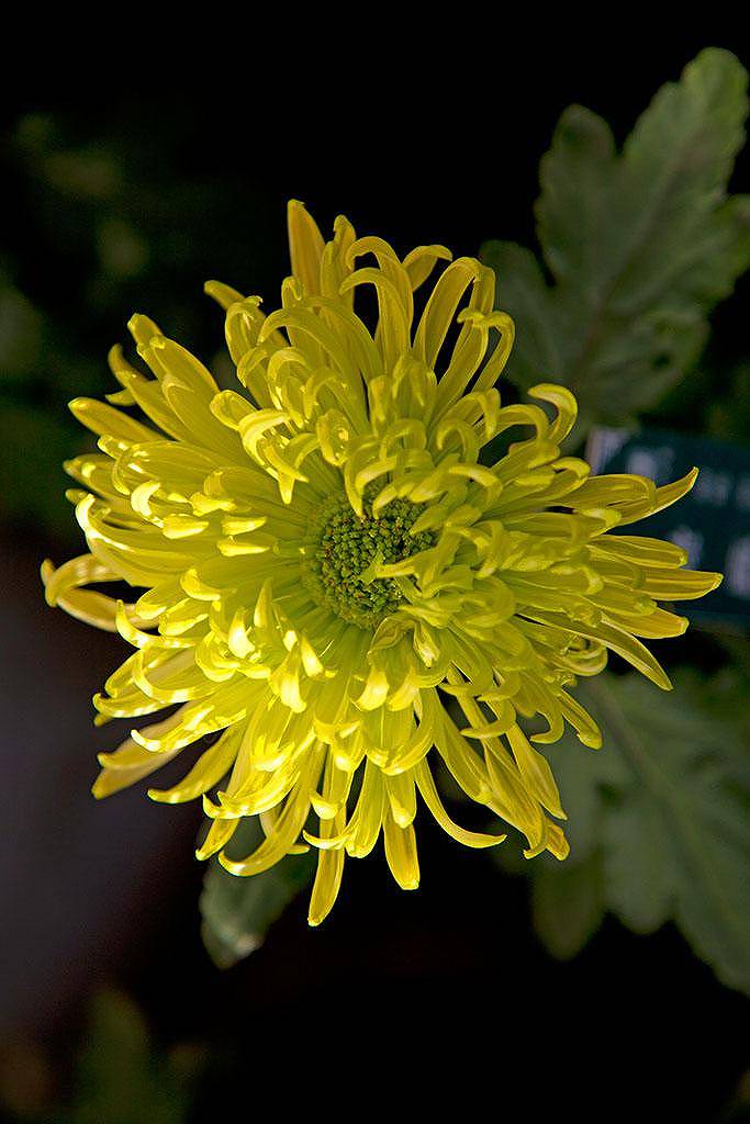 面对问题该咋办？为何说解决比袖手旁观好？快来看！